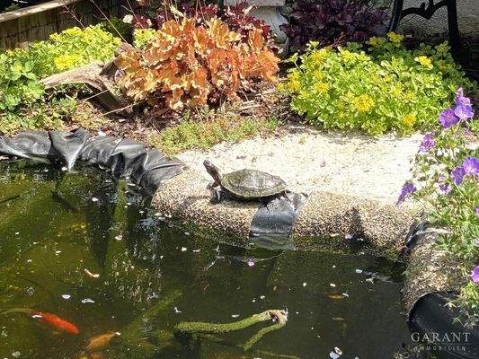 Blick auf den Gartenteich