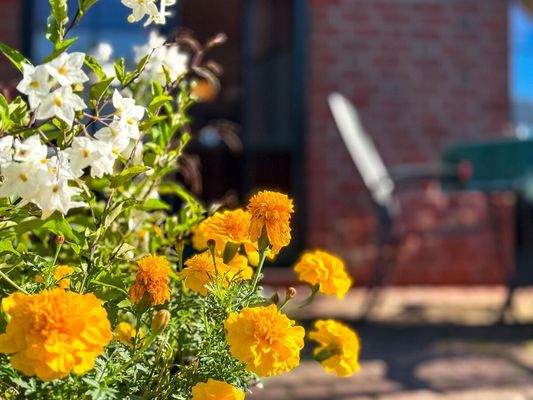 558 m² Grundstücksfläche