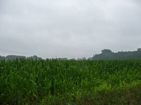 Badbergen Bauernhöfe, Landwirtschaft, Badbergen Forstwirtschaft