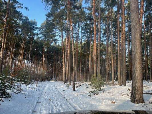 Zufahrt durch den Wald