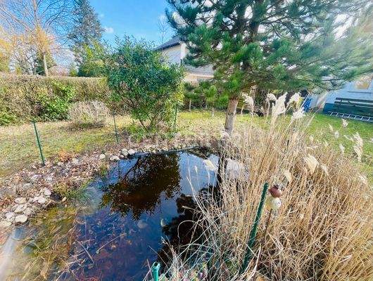 hier könnten Koikarpfen leben