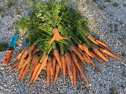 Frühjahrskarotten aus dem Hochbeet