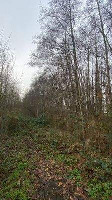 Blick in die Schneise.jpg