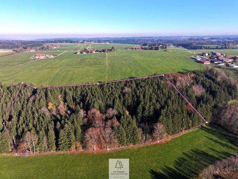 Eggenthal Bauernhöfe, Landwirtschaft, Eggenthal Forstwirtschaft