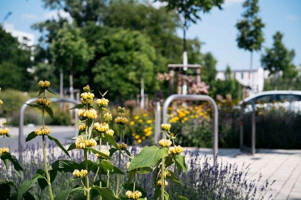 Neu ausgebaute Lili-Elbe-Straße