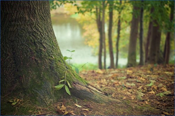 Herrliche Waldfläche!