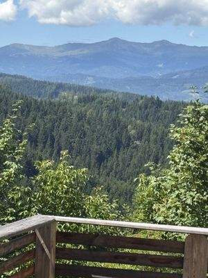 Panoramablick in den Waldbereich