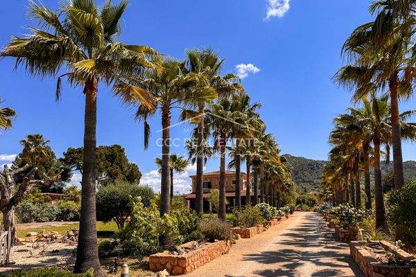 Zufahrt mit Palmen-Allee