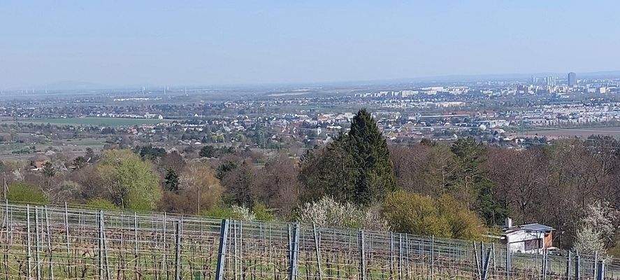 Fernblick auf Wien oberhalb der "Almhütte"