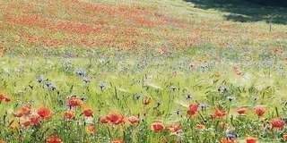 Wunderschöne Umgebung