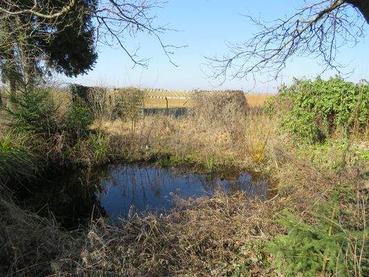 Fischteich im hinteren Teil des Grundstücks 