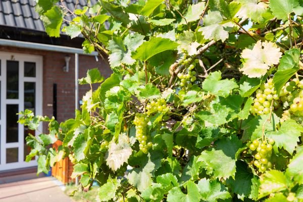 Wein vor dem Haus