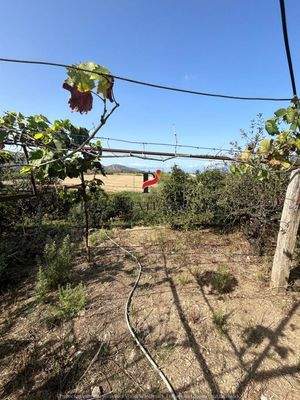 WhatsApp Image 2024-09-06 at 10.30.38.jpeg