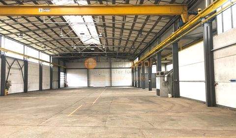 Plaidt Halle, Plaidt Hallenfläche