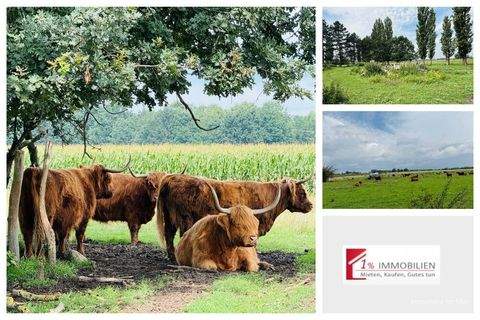 Seelow Bauernhöfe, Landwirtschaft, Seelow Forstwirtschaft