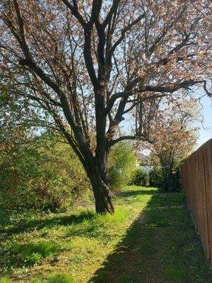 Teilansicht Garten u. Haus  (11)