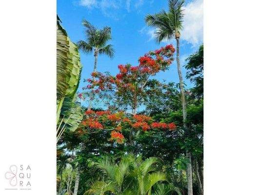 wmimg_amavi-real-estate-las-terrenas-dr-forsale-casa-Dewaschehn42_cleanup