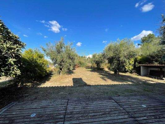 Olivenfarm