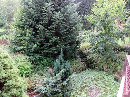 Blick vom Balkon auf die Bepflanzung  
