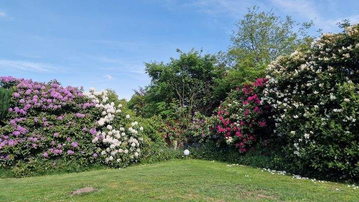 Blütenpracht im Sommer