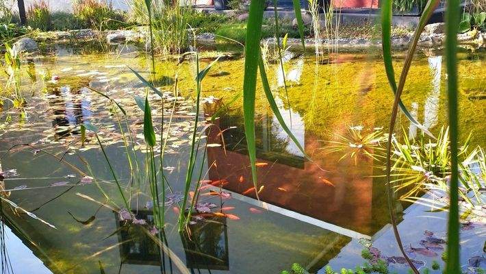 Fische im Gartenteich