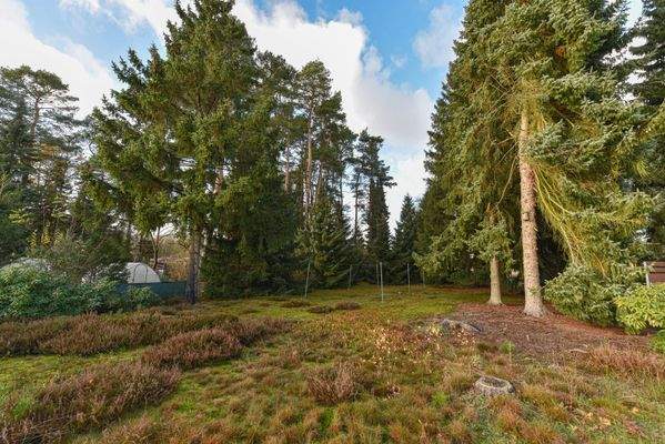 grüne Oase - schattenspendende Bäume & leuchtende Heidepflanzen