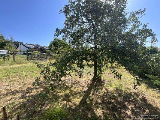 Der Apfelbaum ist schon da