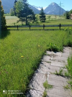 Naturblumenwiese mit Orchideen im Frühjahr