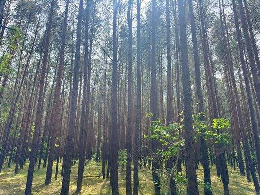 60-jähriger Kiefernbestand