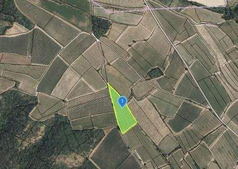 Langenlois Bauernhöfe, Landwirtschaft, Langenlois Forstwirtschaft