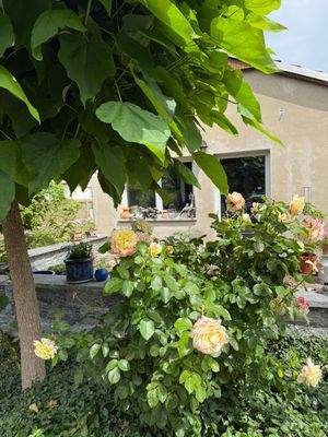 Bungalow_Atrium-Terrasse