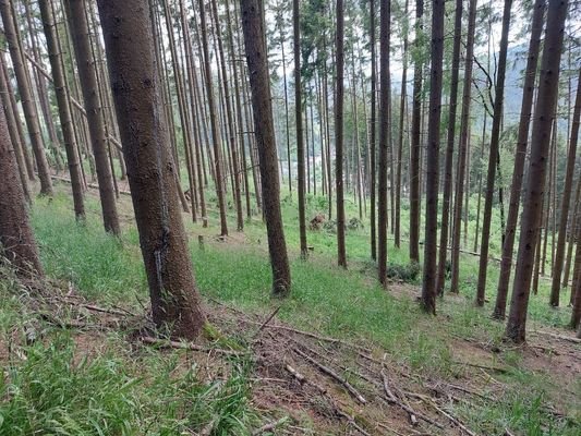 Wald Nordteil._.jpg