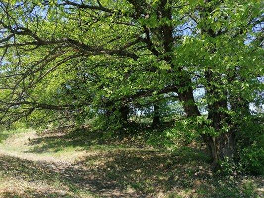 Schatten von Eßkastanie