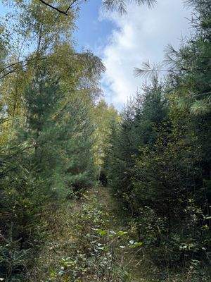 Blick in den Wald 6.JPG