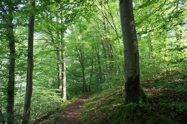 Wege am Dieksee, Sommer