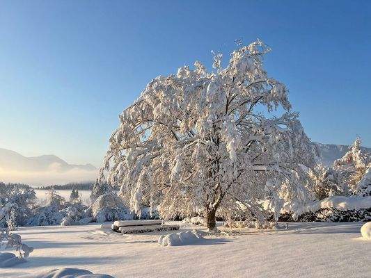 Winterimpressionen Garten