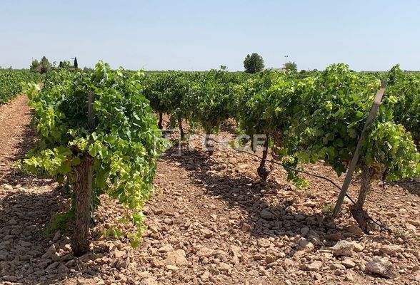 Villa Offering Expansive Cultivable Land in Yecla Murcia