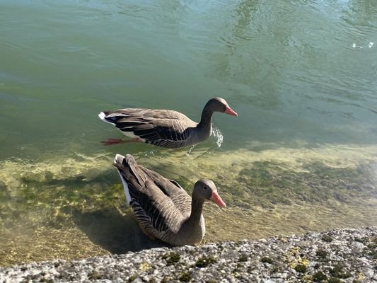 Isarkanal 5 Min zu Fuß 