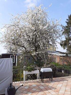 Kirschblüte am Niederrhein