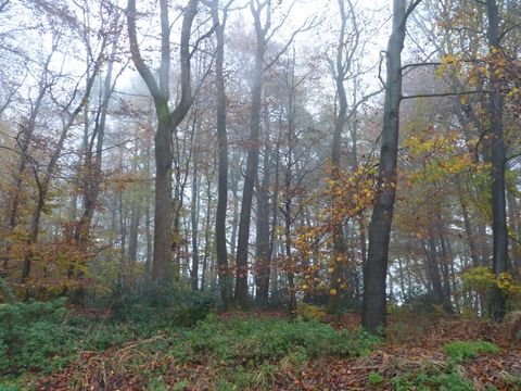 Waldbröl Bauernhöfe, Landwirtschaft, Waldbröl Forstwirtschaft