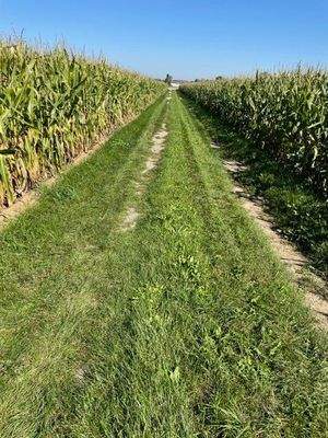 Grünweg im Westen zur Brunnthalerstr.