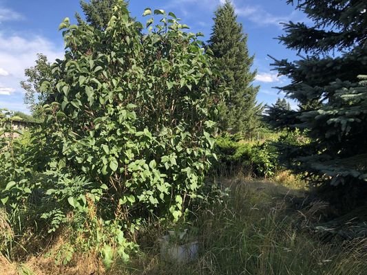 Garten zur freien Gestaltung