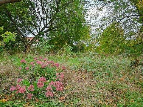 Zwochau Renditeobjekte, Mehrfamilienhäuser, Geschäftshäuser, Kapitalanlage