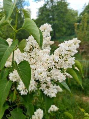 Blumen in der Wohnanlage