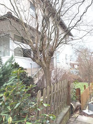 Wohnung EG mit Garten