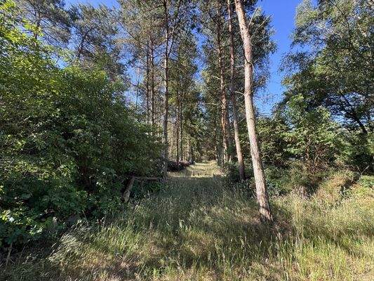 Waldansicht hinter dem Garten