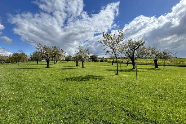 weitläufige Obstwiese