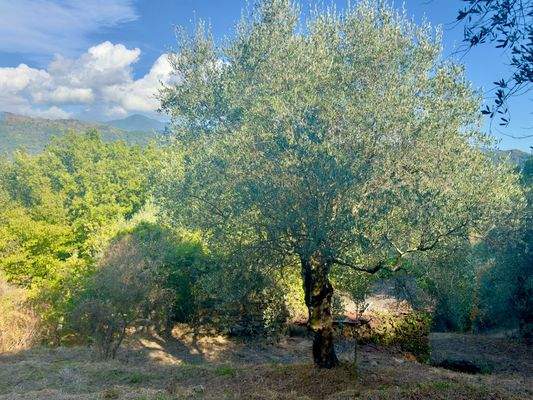 DA1046_06 TERRA ITALIA IMMOBILIEN_REAL ESTATE_FOR 