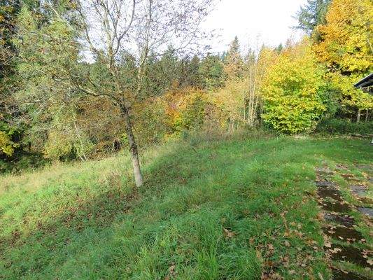 Nussbaum vor dem Haus 