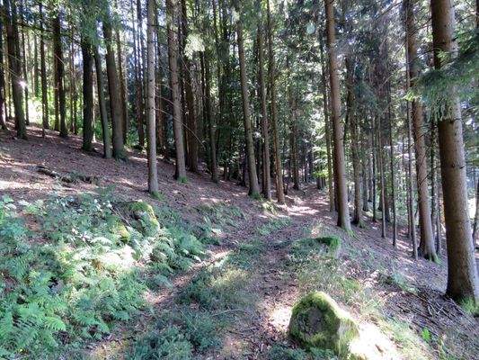 Forstweg durch den eigenen Wald 